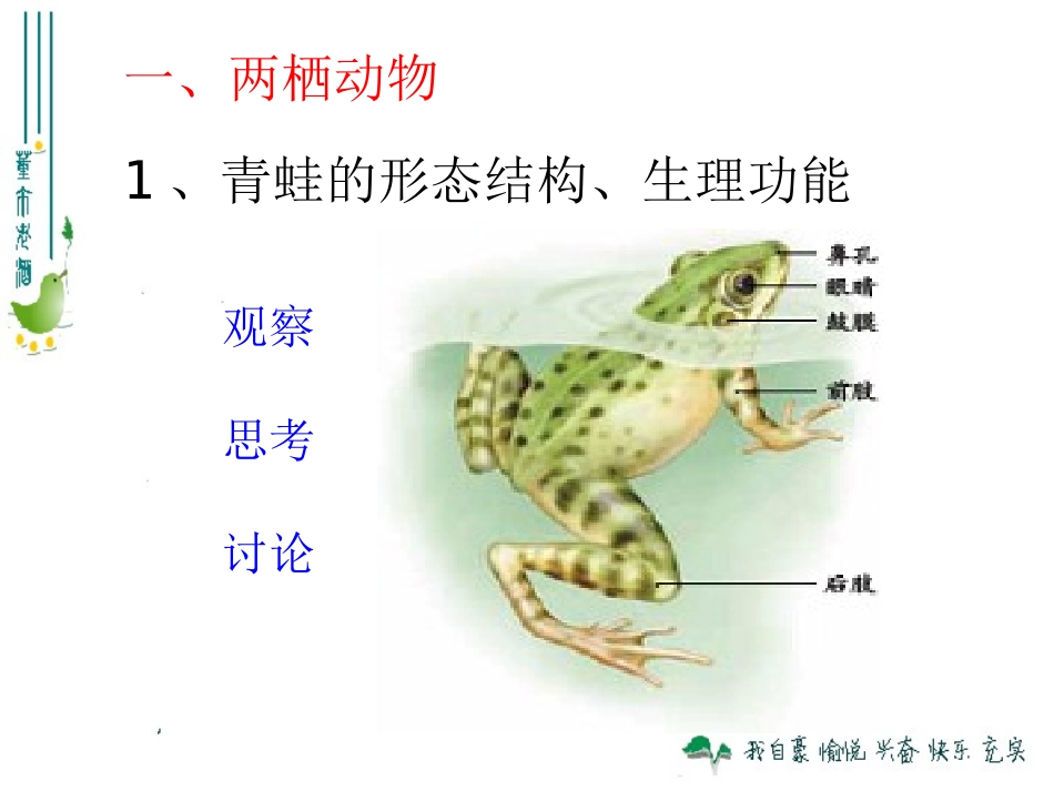 两栖动物和爬行动物_第3页