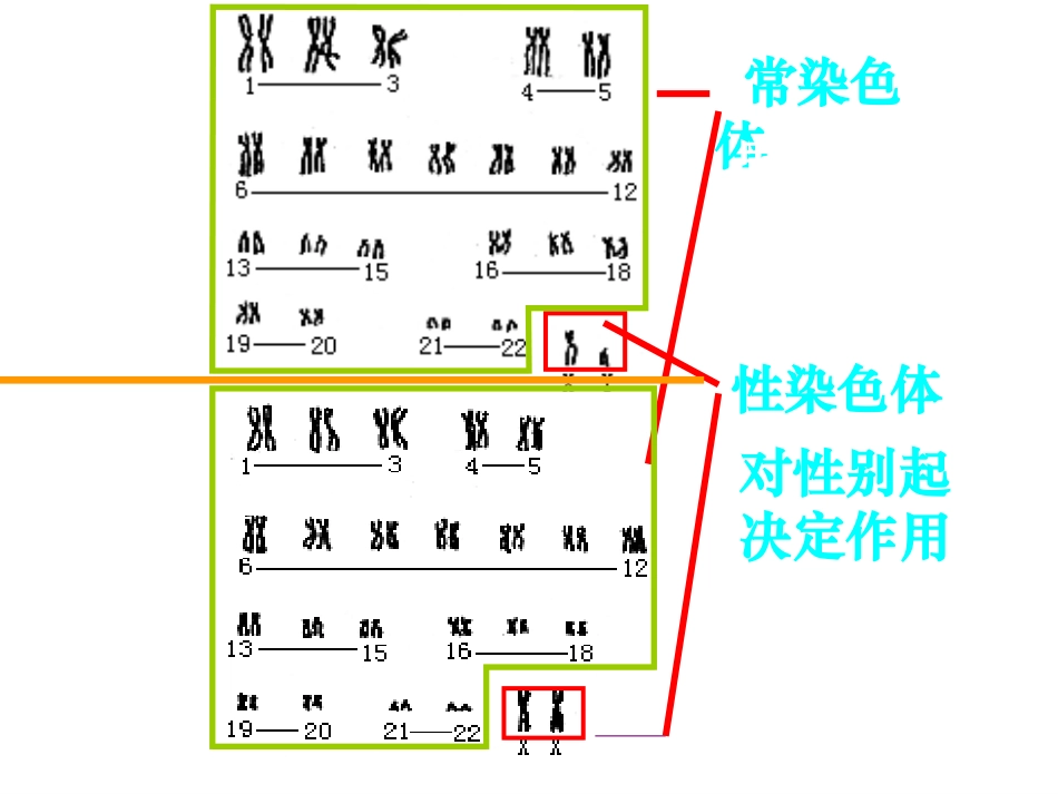 (一轮复习)伴性遗传_第3页