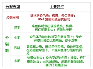 动植物细胞有丝分裂比较