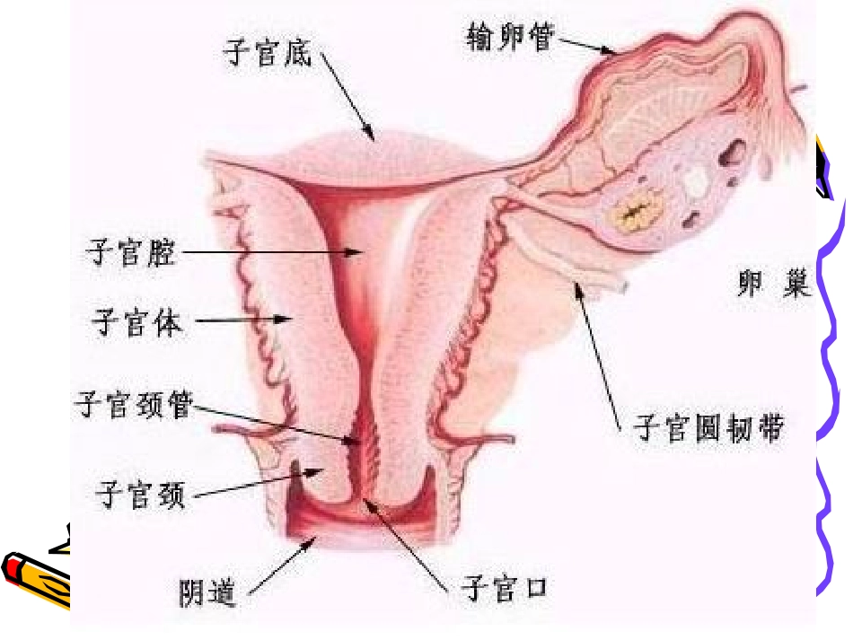 全子宫--次全子宫手_第2页