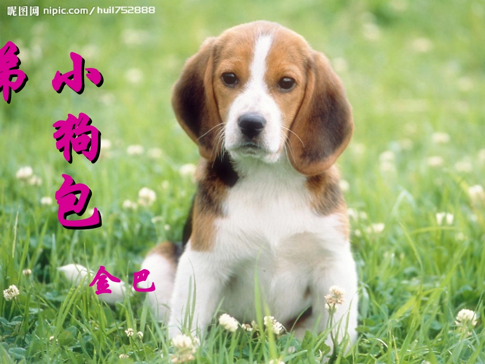 《小狗包弟》优质课_第2页