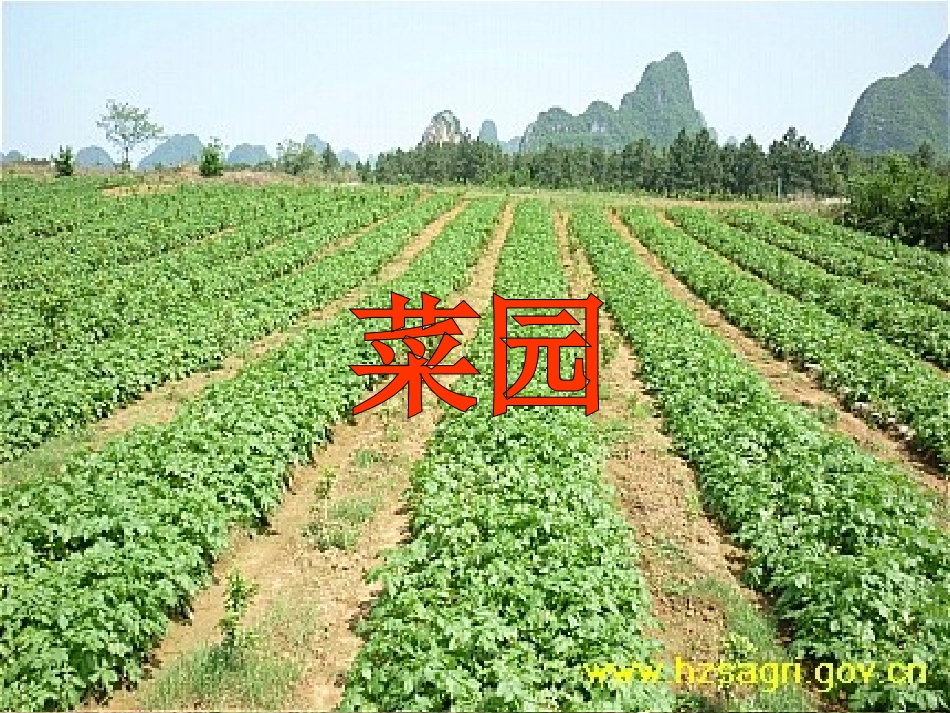 菜园里 (3)_第3页