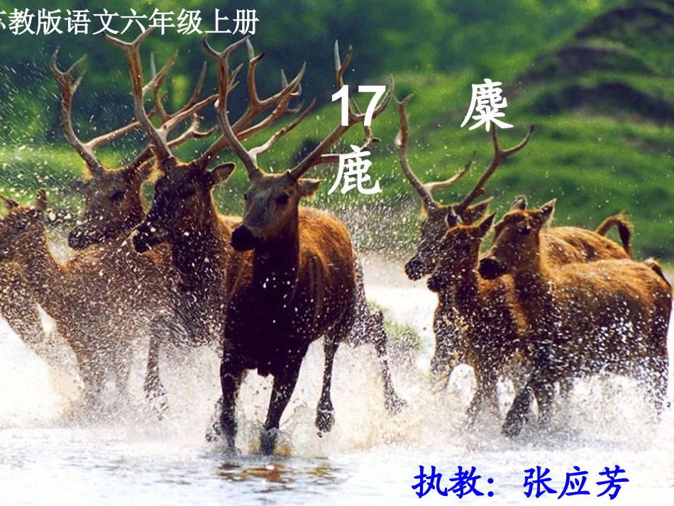 《麋鹿》教学课件_第1页