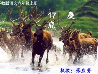 《麋鹿》教学课件