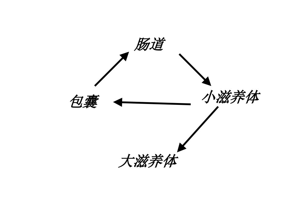抗阿米巴虫驱肠虫药_第3页