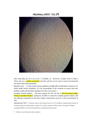 hct-116、hela、MEFs细胞参数介绍.doc