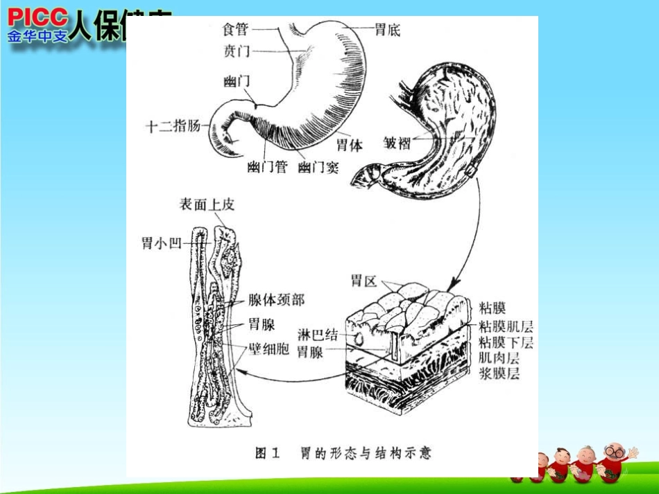 日常胃病三大元凶_第2页