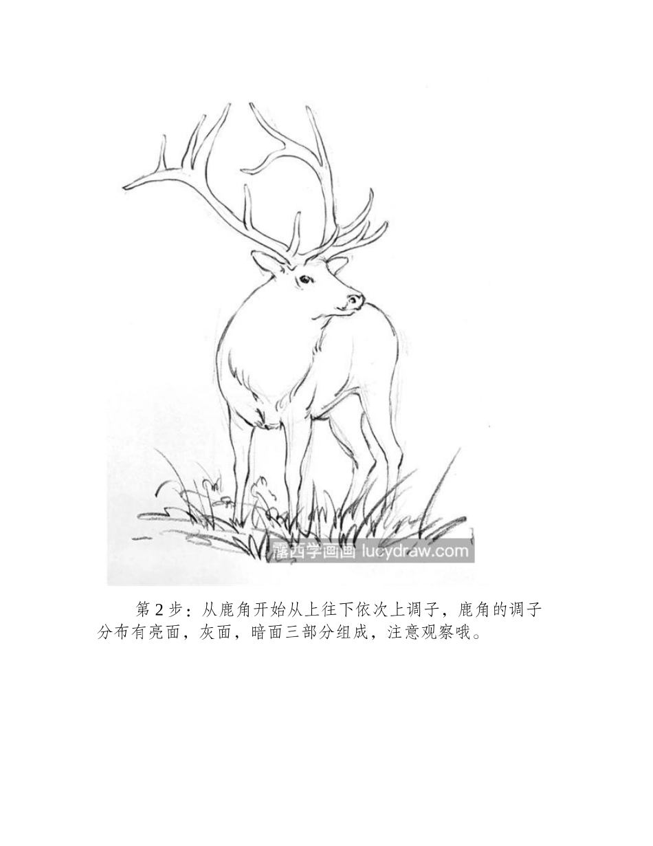 鹿怎么画_素描绘画过程是什么_素描教程_第2页