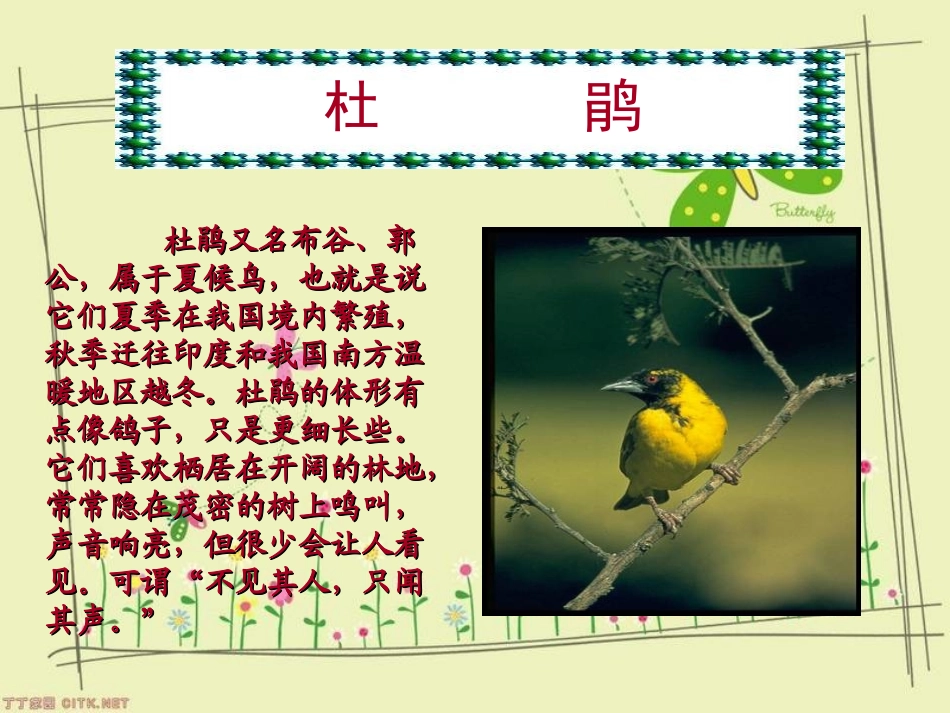 人教新课标版小学四下13《夜莺的歌声》课件_第3页