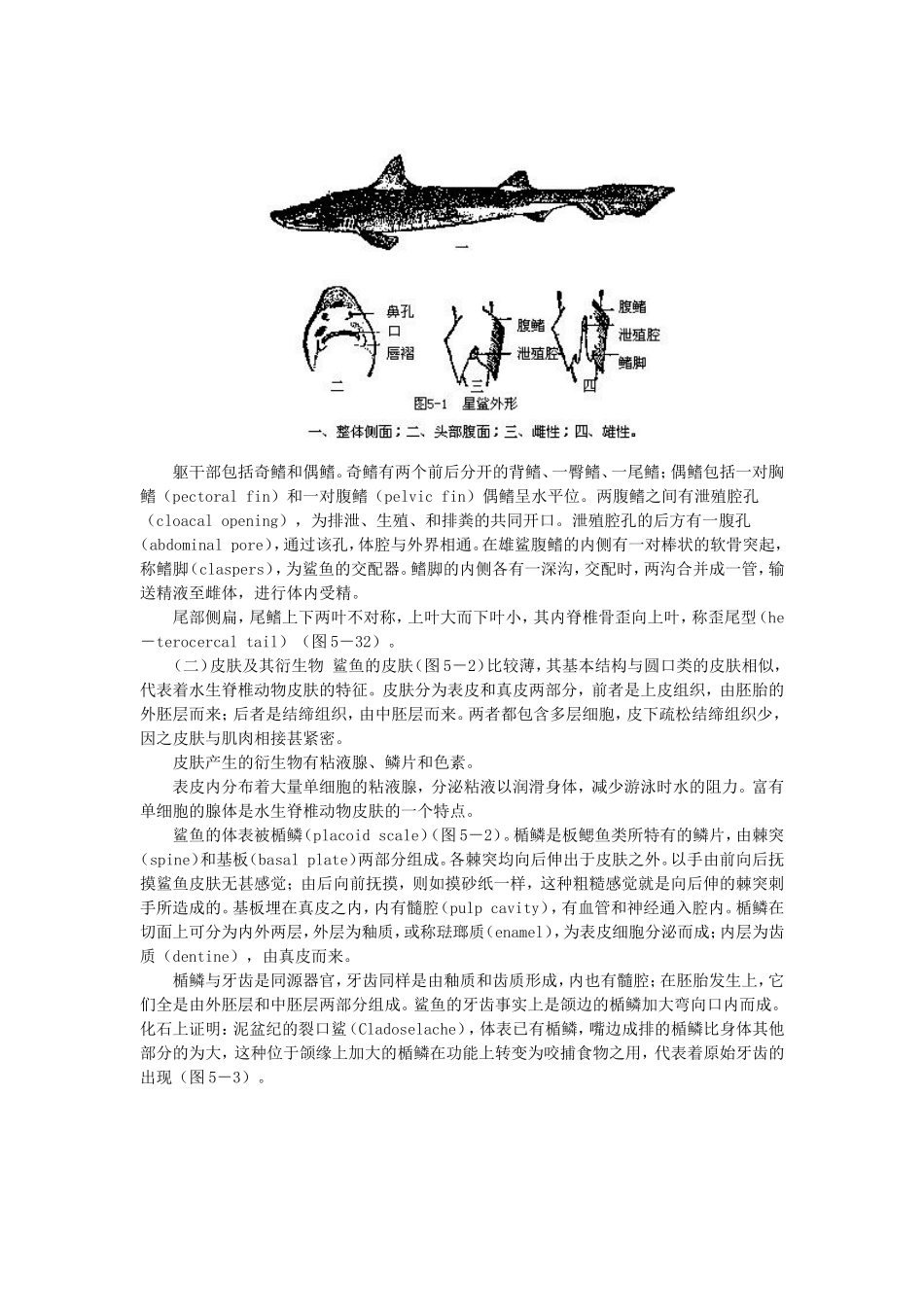 软骨鱼纲的主要特征_第2页