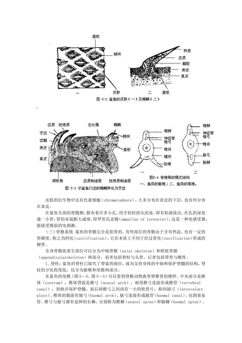 软骨鱼纲的主要特征_第3页