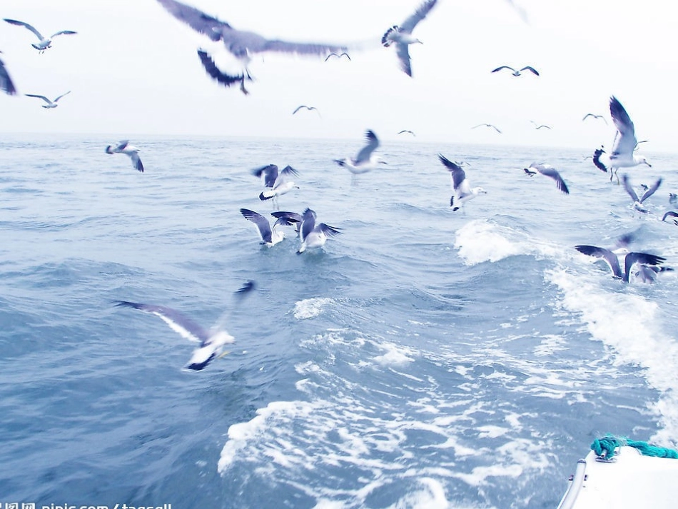 【编辑推荐】第9课《海燕》课件_第2页