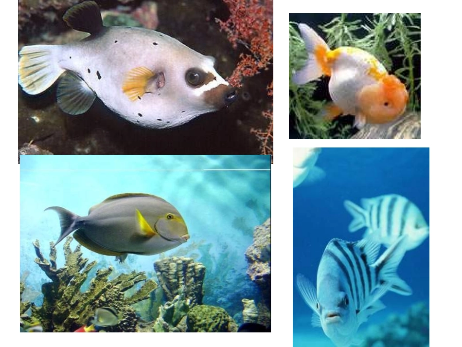 五年级美术下册+《鱼的纹样》_第2页