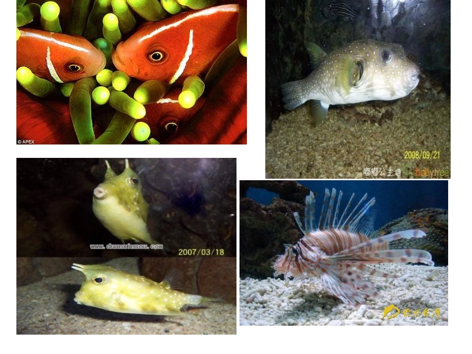 五年级美术下册+《鱼的纹样》_第3页