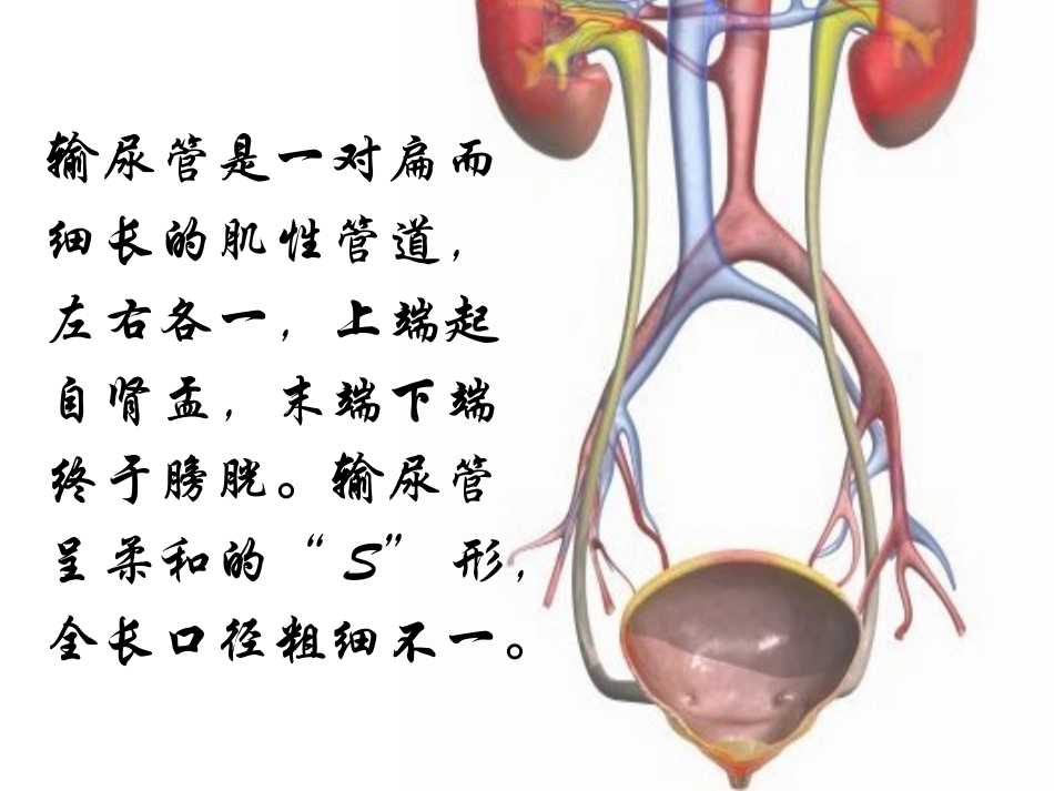 输尿管梗阻病人_第2页