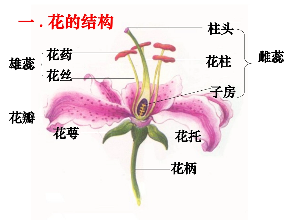 《开花和结果》_第3页