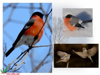 《灰雀》PPT课件2