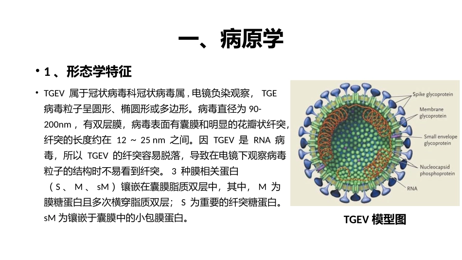 传染性胃肠炎TGEV_第3页