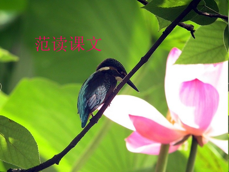 《翠鸟》课件47_第2页