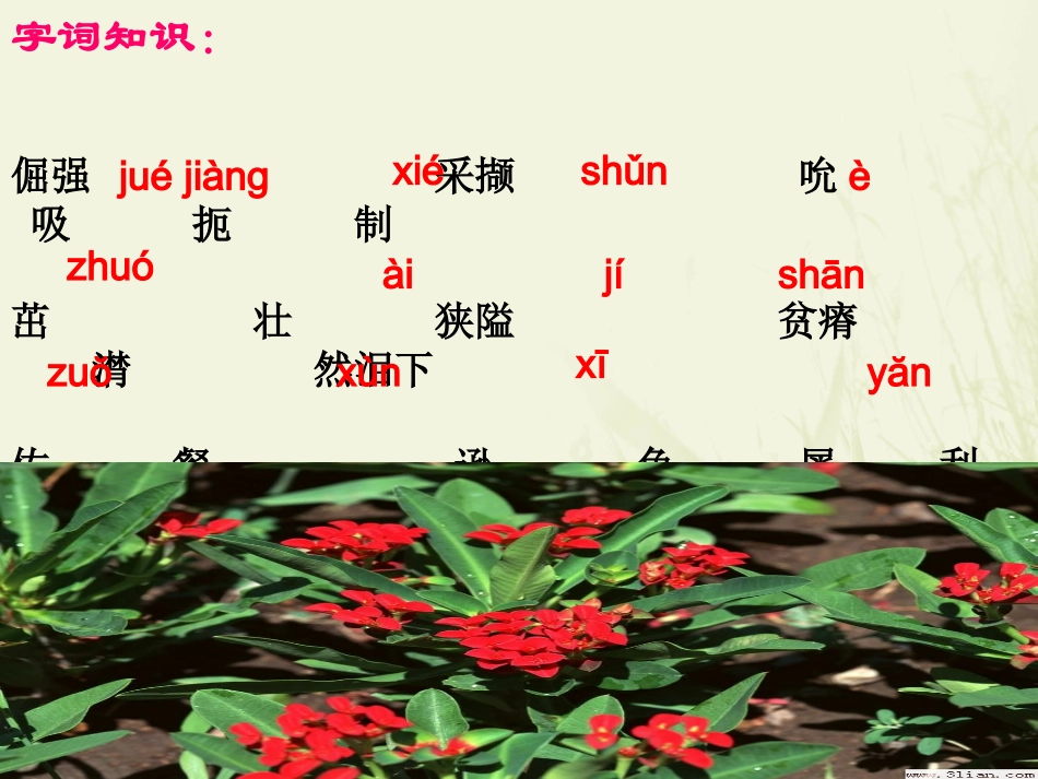 《石缝间的生命》课件2（13张PPT）（语文版九年级下）_第3页