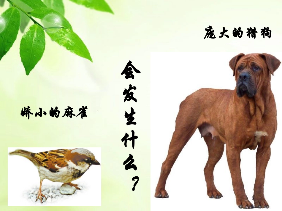 《麻雀》PPT课件_第3页