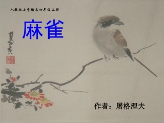 《麻雀》PPT课件