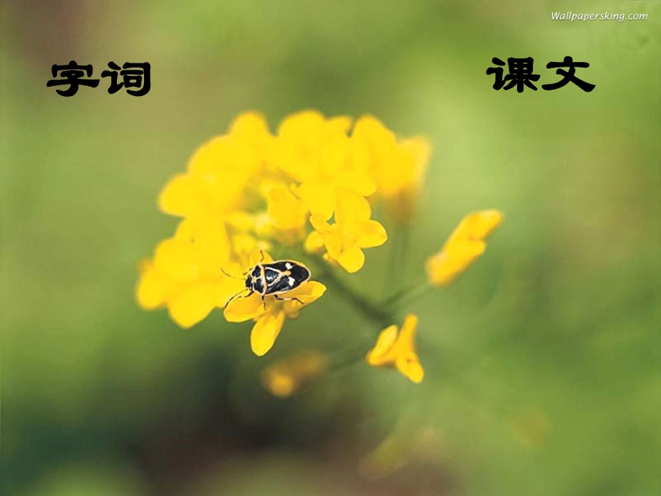 北师大第五册24《装满昆虫的口袋》_第2页