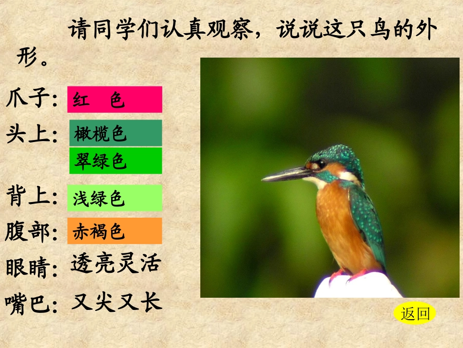 翠鸟___课件_第3页