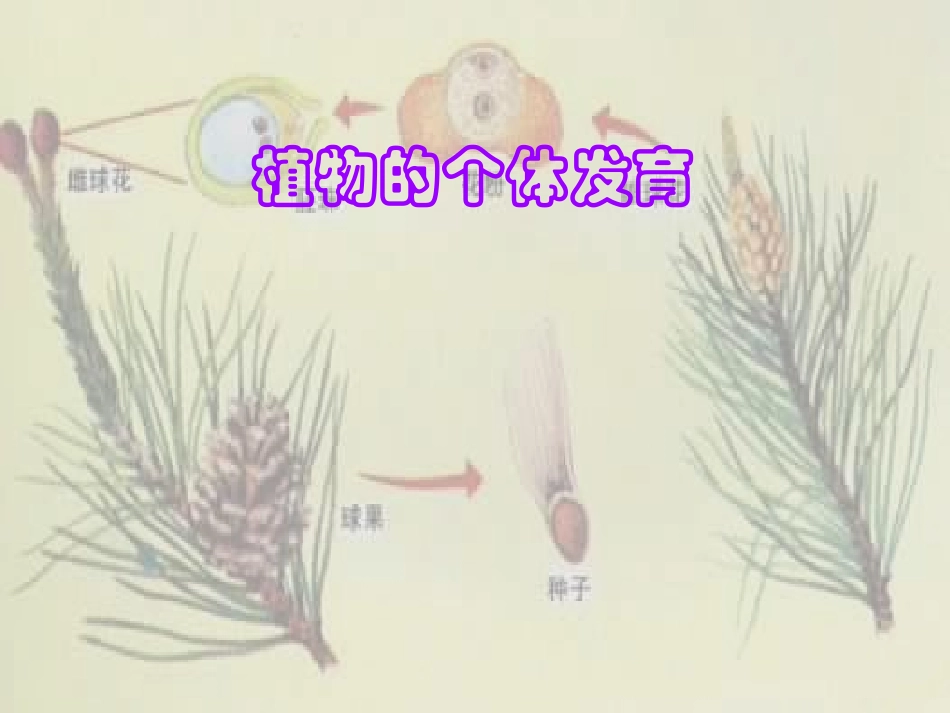 卵细胞1个受精作用受精卵发育胚精子_第1页