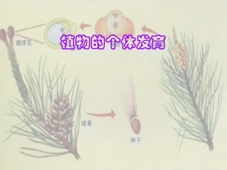 卵细胞1个受精作用受精卵发育胚精子