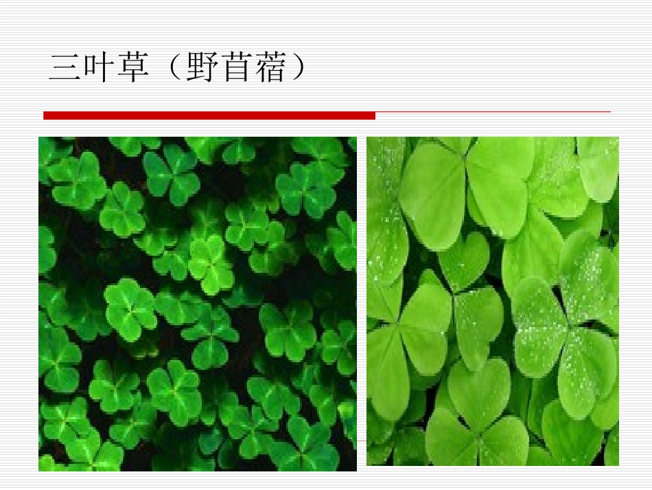 华法林中毒教学查房_第3页