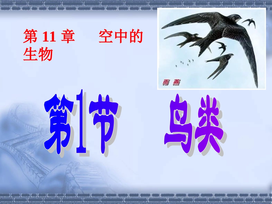 生物：111《鸟类》课件(苏科版七年级下)_第1页
