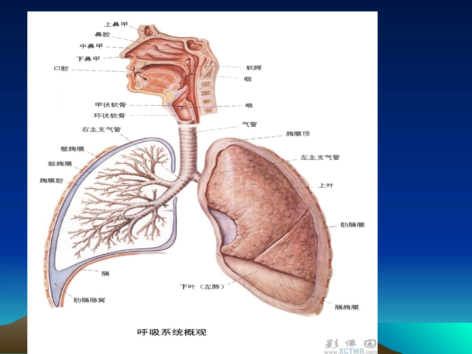 急性上呼吸道梗阻1_第3页