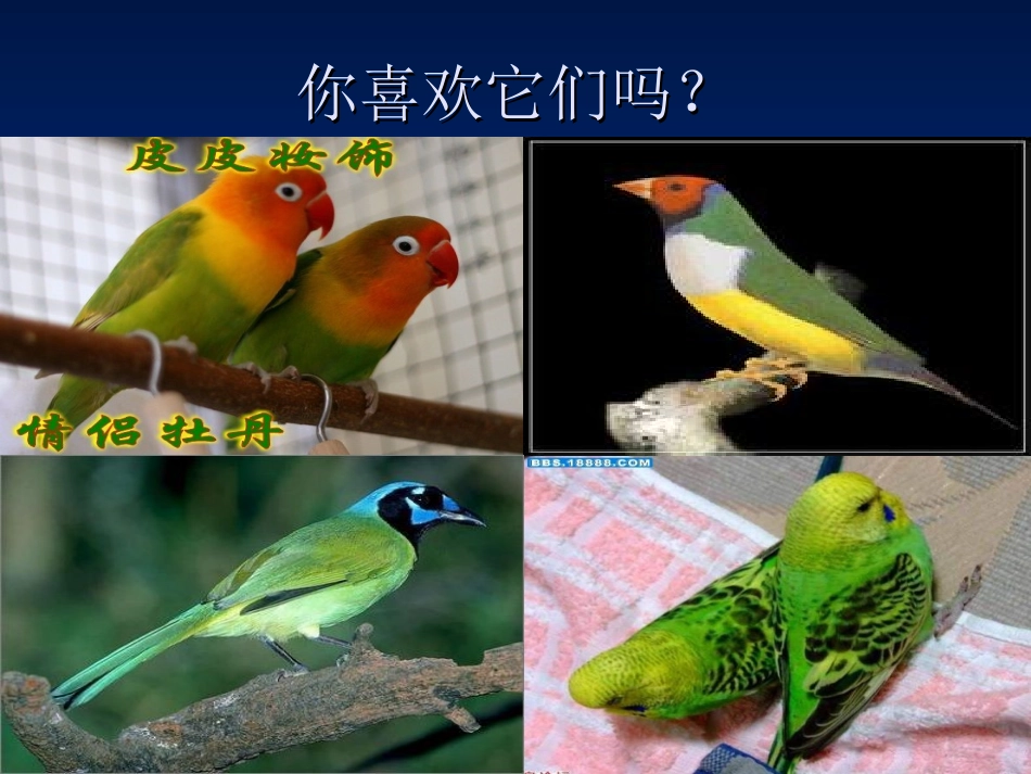 鸟笼（粘贴、涂色） (2)_第2页