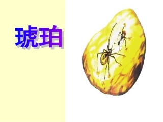 《琥珀》课件