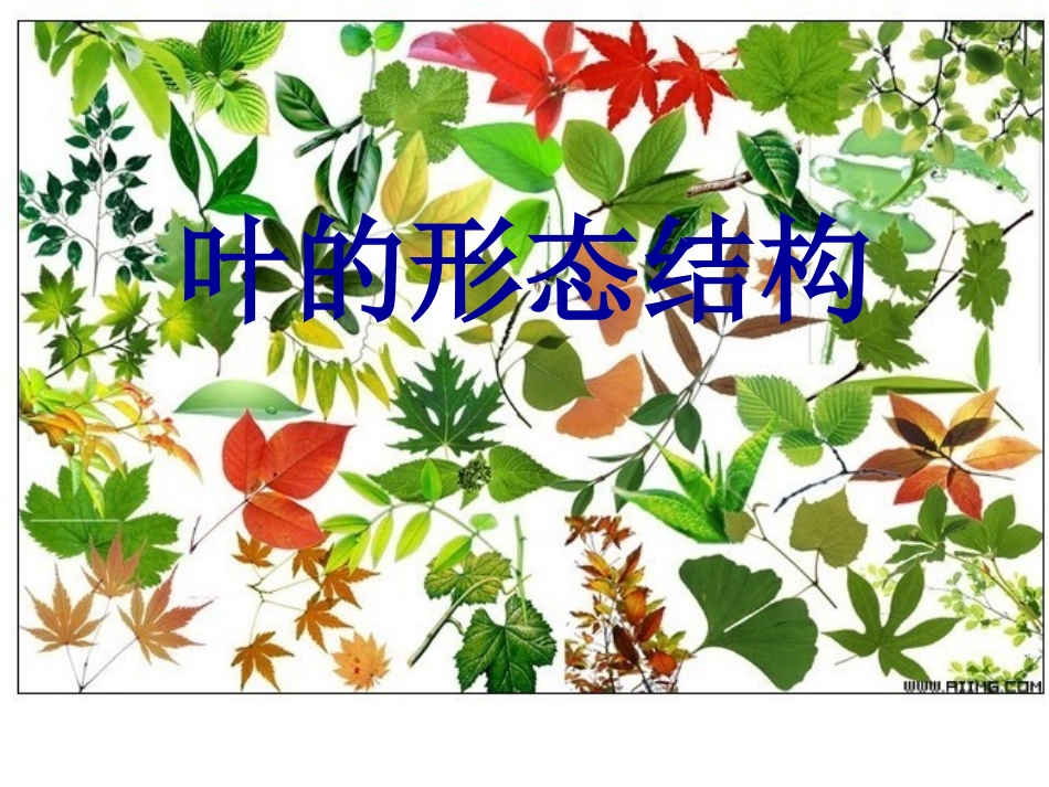 叶的形态特征_第1页