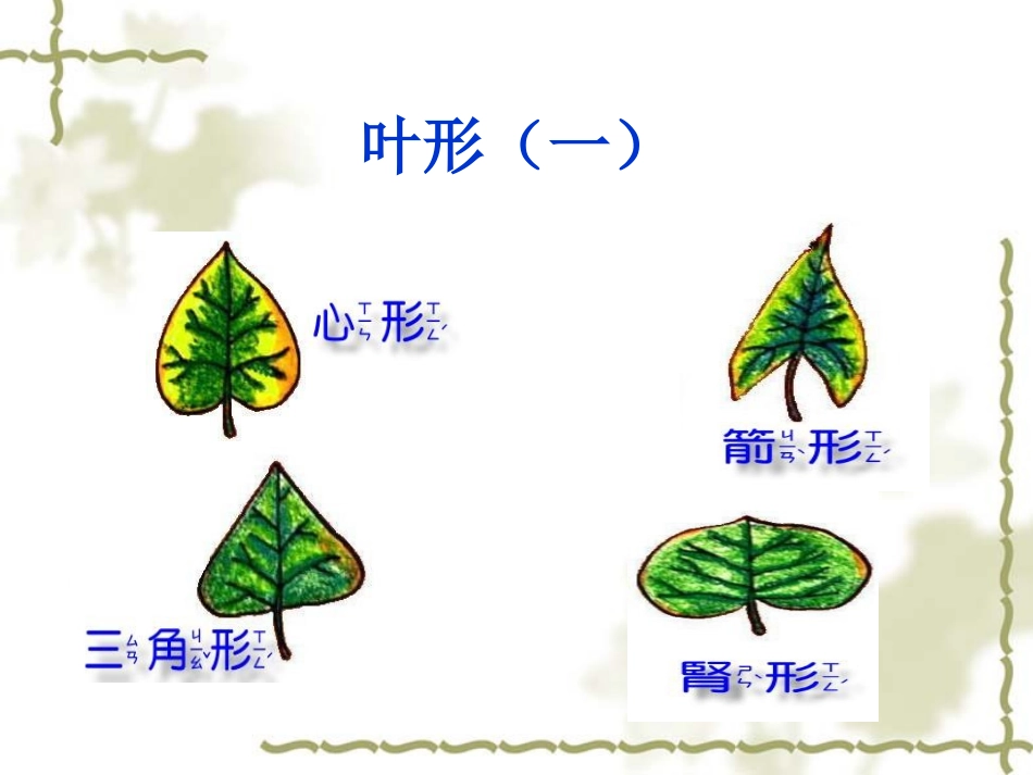 叶的形态特征_第3页