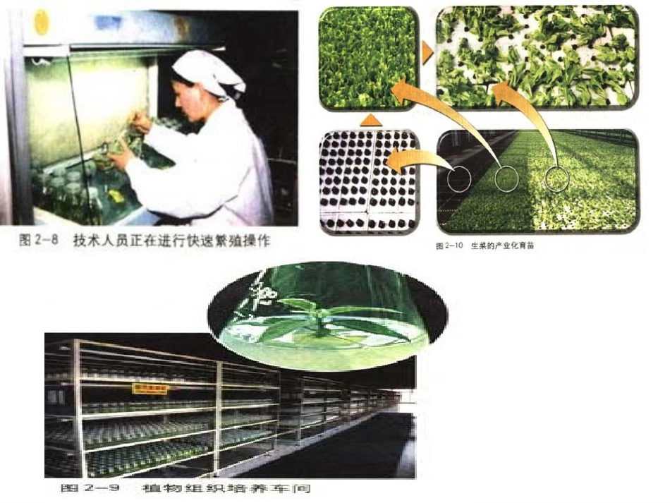 植物细胞工程的实际应用_第3页