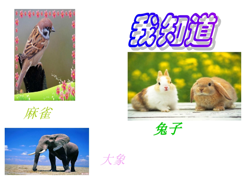 《我喜欢的动物》PPT课件_第2页