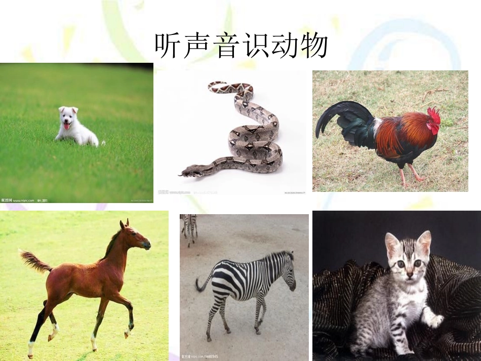 《我喜欢的动物》PPT课件_第3页