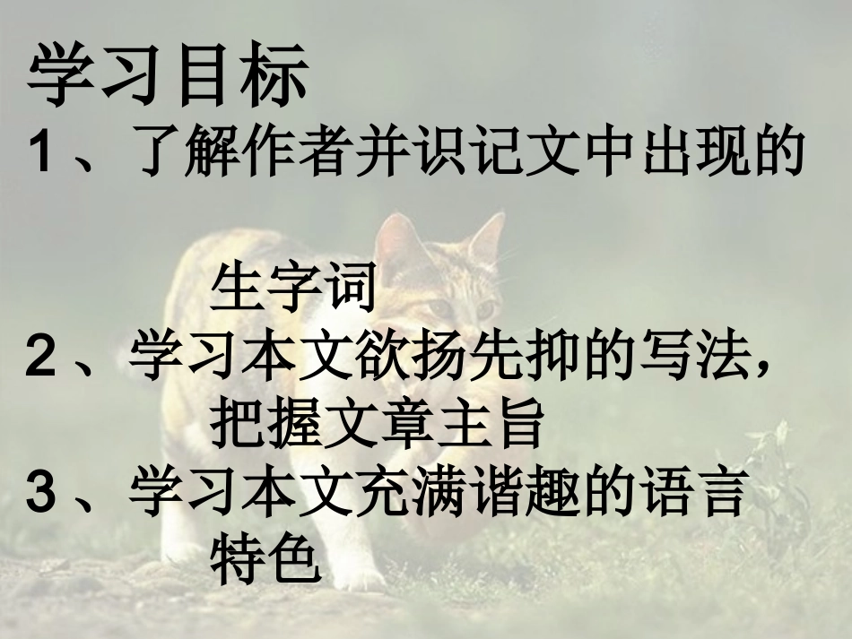 《猫的故事》课件_第2页