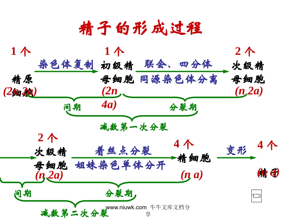 减数分裂和生殖细胞的形成_第1页