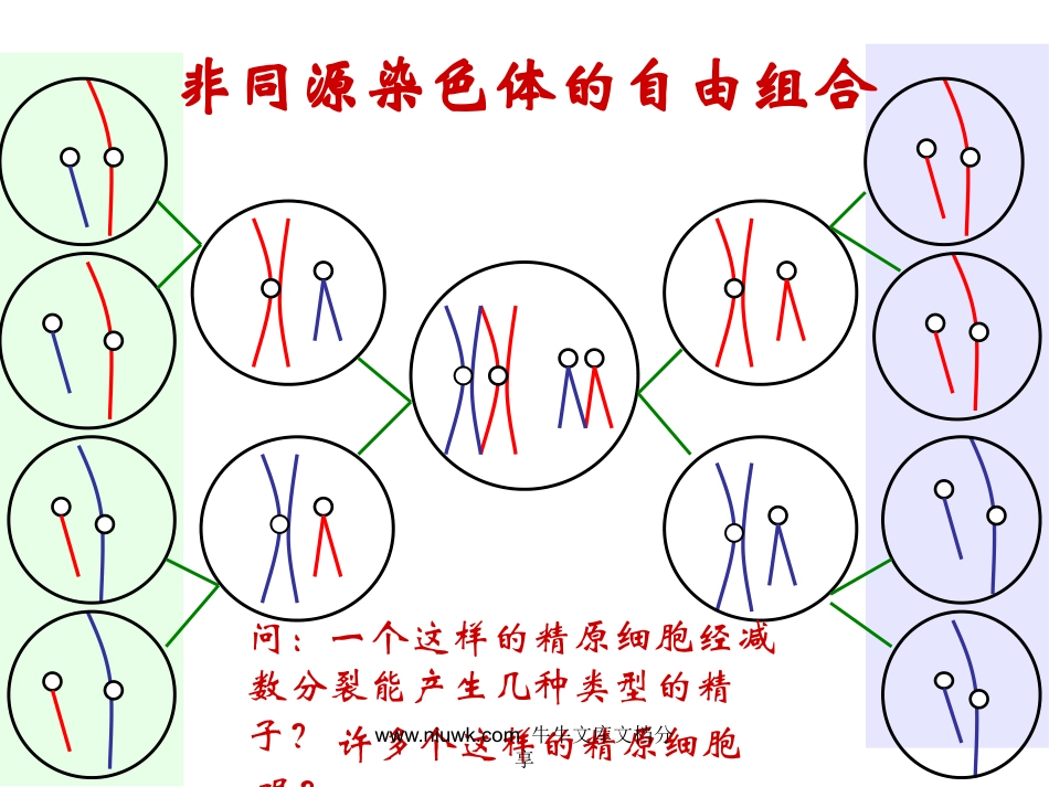 减数分裂和生殖细胞的形成_第3页