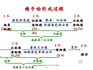 减数分裂和生殖细胞的形成