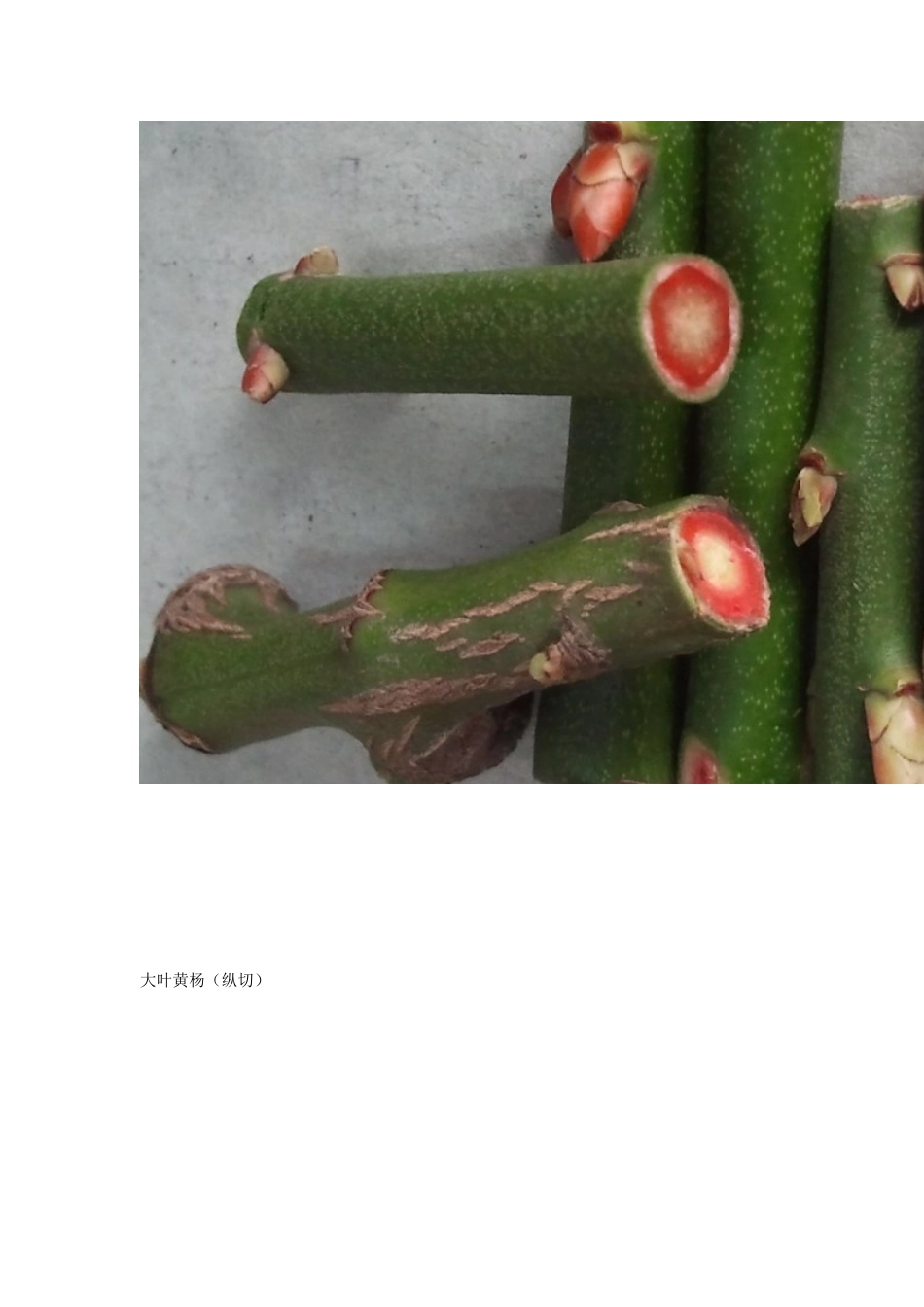 观察水分在植物体内的运输实验MicrosoftWord文档_第2页