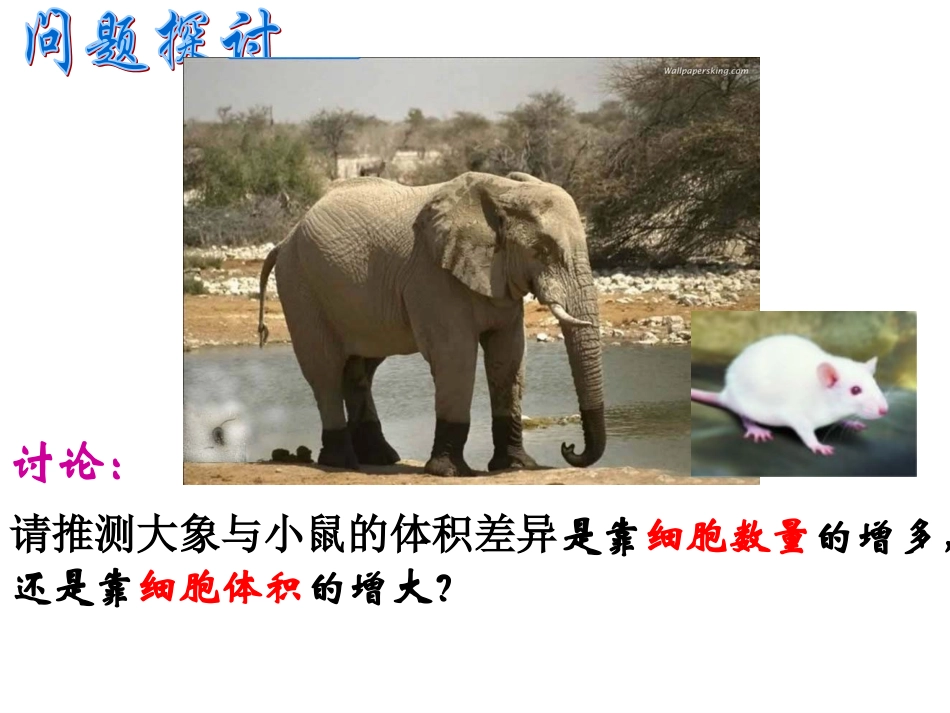 讨论：请推测大象与小鼠的体积差异是靠细胞数量的增多-_第2页