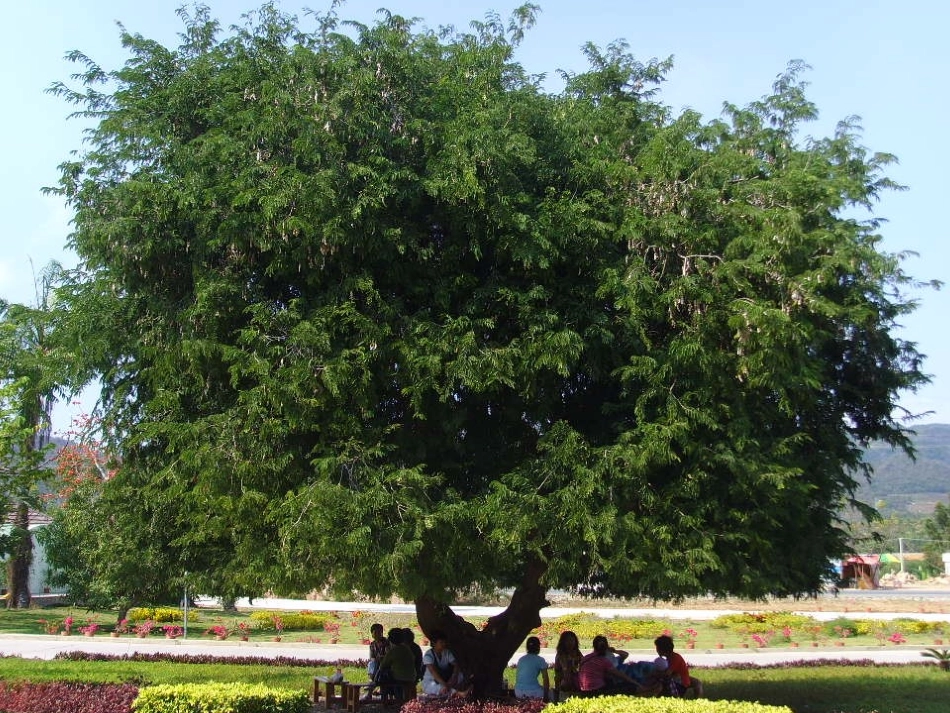 绿色植物的蒸腾作用_第3页