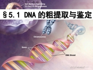 专题五DNA的粗提取与鉴定