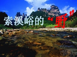 白秀英4索溪峪的野