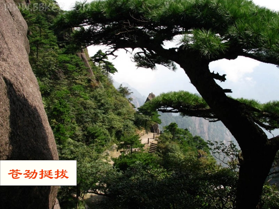 苍松怪石图题诗课件_第1页